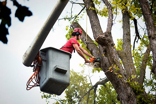 Best Tree Disease Treatment  in Barry, IL